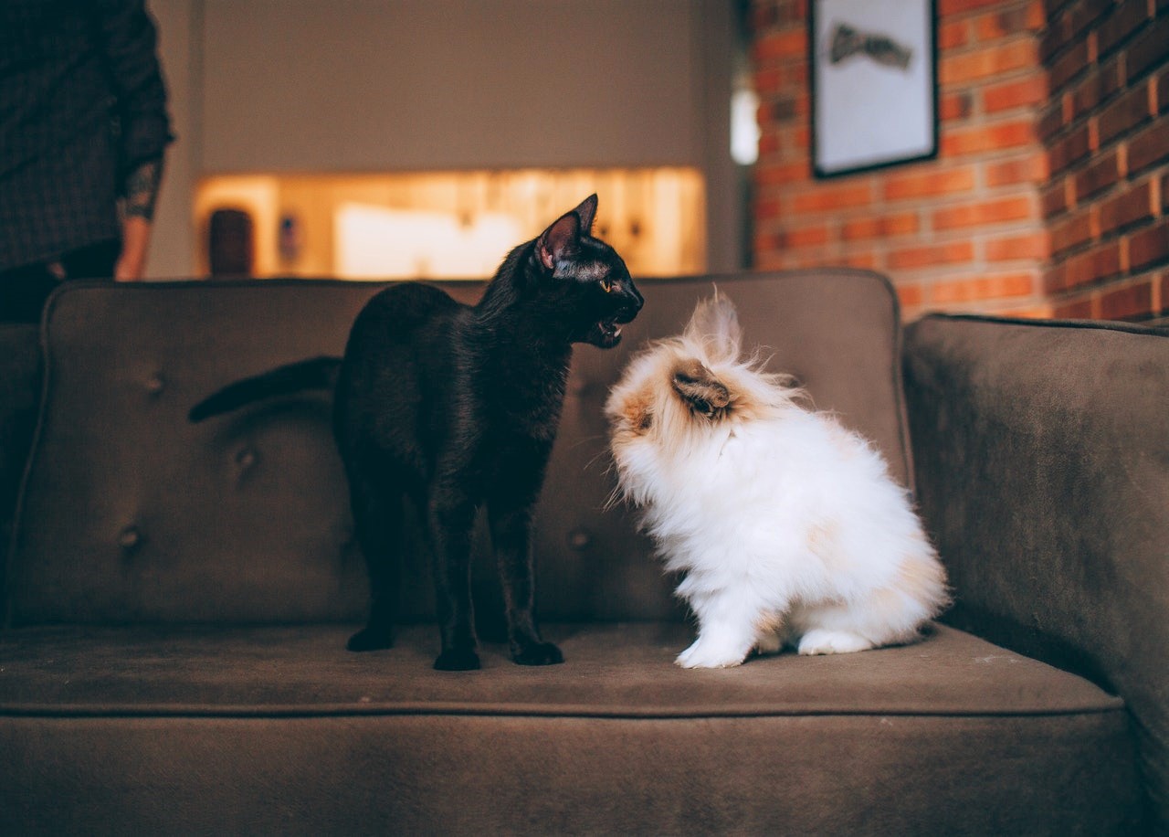 Chat et chien sur sofa